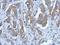 Purinergic Receptor P2X 2 antibody, NBP2-19656, Novus Biologicals, Immunohistochemistry paraffin image 