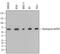 Nucleoporin 85 antibody, MAB5976, R&D Systems, Western Blot image 
