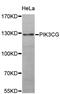 Phosphatidylinositol-4,5-Bisphosphate 3-Kinase Catalytic Subunit Gamma antibody, MBS125300, MyBioSource, Western Blot image 