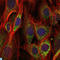 Apoptosis Inducing Factor Mitochondria Associated 1 antibody, LS-C812490, Lifespan Biosciences, Immunofluorescence image 