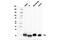 HRas Proto-Oncogene, GTPase antibody, 67648S, Cell Signaling Technology, Western Blot image 