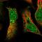 Pyruvate Dehyrogenase Phosphatase Catalytic Subunit 1 antibody, NBP1-82432, Novus Biologicals, Immunofluorescence image 