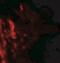 CD55 Molecule (Cromer Blood Group) antibody, NBP2-41295, Novus Biologicals, Immunofluorescence image 