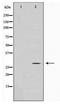 DNA Damage Inducible Transcript 3 antibody, TA347707, Origene, Western Blot image 