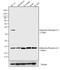 Adenosine A1 Receptor antibody, NB300-549, Novus Biologicals, Western Blot image 