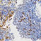 Protein Tyrosine Phosphatase Non-Receptor Type 11 antibody, LS-C332257, Lifespan Biosciences, Immunohistochemistry frozen image 