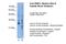 G Protein Subunit Beta 1 Like antibody, PA5-41986, Invitrogen Antibodies, Western Blot image 