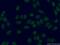 Stromal Antigen 1 antibody, 14015-1-AP, Proteintech Group, Immunofluorescence image 