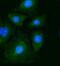 Pyruvate Kinase M1/2 antibody, M01173-1, Boster Biological Technology, Immunofluorescence image 