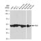 Egl-9 Family Hypoxia Inducible Factor 2 antibody, GTX03254, GeneTex, Western Blot image 