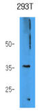 Afar antibody, LS-B8967, Lifespan Biosciences, Western Blot image 