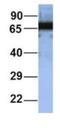 RAP1 GTPase Activating Protein antibody, NBP1-53072, Novus Biologicals, Western Blot image 