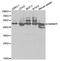 Heterogeneous Nuclear Ribonucleoprotein F antibody, A5505, ABclonal Technology, Western Blot image 