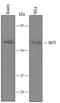 Melanocyte Inducing Transcription Factor antibody, AF5769, R&D Systems, Western Blot image 