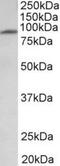 Macrophage MHC class I receptor 2 antibody, NBP2-12935, Novus Biologicals, Western Blot image 