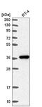 Aldose reductase antibody, NBP2-56910, Novus Biologicals, Western Blot image 