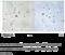 Phospholipase D2 antibody, MBS002756, MyBioSource, Immunohistochemistry paraffin image 