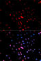 Jun Proto-Oncogene, AP-1 Transcription Factor Subunit antibody, abx000132, Abbexa, Western Blot image 