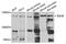 BCL2 Associated Athanogene 6 antibody, abx006716, Abbexa, Western Blot image 