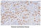 Nanog Homeobox antibody, GTX57553, GeneTex, Immunohistochemistry paraffin image 