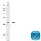 Hematopoietically Expressed Homeobox antibody, MAB8377, R&D Systems, Western Blot image 