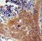 F-Box And WD Repeat Domain Containing 8 antibody, LS-C166096, Lifespan Biosciences, Immunohistochemistry frozen image 