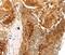 THAP Domain Containing 9 antibody, PA5-50842, Invitrogen Antibodies, Immunohistochemistry frozen image 