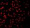 TLR11 antibody, GTX31683, GeneTex, Immunofluorescence image 