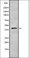 Potassium Voltage-Gated Channel Subfamily J Member 13 antibody, orb338393, Biorbyt, Western Blot image 