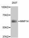 Matrix Metallopeptidase 14 antibody, abx125370, Abbexa, Western Blot image 