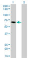 Inositol-Trisphosphate 3-Kinase B antibody, LS-C197562, Lifespan Biosciences, Western Blot image 