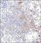 Major Histocompatibility Complex, Class II, DR Alpha antibody, NB100-77855, Novus Biologicals, Immunohistochemistry paraffin image 