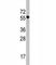 Cell Division Cycle 6 antibody, F49544-0.4ML, NSJ Bioreagents, Western Blot image 