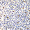 Proteasome 26S Subunit, Non-ATPase 7 antibody, LS-C334006, Lifespan Biosciences, Immunohistochemistry frozen image 