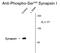 Synapsin I antibody, GTX82590, GeneTex, Western Blot image 