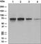 Protein Arginine Methyltransferase 5 antibody, ab109451, Abcam, Western Blot image 