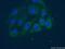Platelet Activating Factor Acetylhydrolase 1b Catalytic Subunit 3 antibody, 20564-1-AP, Proteintech Group, Immunofluorescence image 