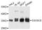 Exosome Component 8 antibody, A4507, ABclonal Technology, Western Blot image 