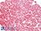 Prostaglandin E Receptor 4 antibody, LS-A385, Lifespan Biosciences, Immunohistochemistry paraffin image 
