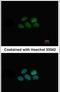 Nuclear Receptor Subfamily 1 Group D Member 1 antibody, PA5-29865, Invitrogen Antibodies, Immunofluorescence image 
