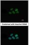 Nuclear receptor subfamily 1 group D member 1 antibody, PA5-29865, Invitrogen Antibodies, Immunofluorescence image 