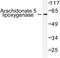 Arachidonate 5-Lipoxygenase antibody, LS-C176382, Lifespan Biosciences, Western Blot image 