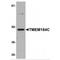 Transmembrane Protein 184C antibody, MBS151029, MyBioSource, Western Blot image 