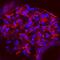 Endoglin antibody, AF6440, R&D Systems, Immunocytochemistry image 