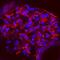 Endoglin antibody, AF6440, R&D Systems, Immunocytochemistry image 