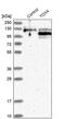 TOX High Mobility Group Box Family Member 4 antibody, PA5-55653, Invitrogen Antibodies, Western Blot image 