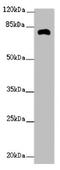 Zinc Finger FYVE-Type Containing 1 antibody, LS-C676740, Lifespan Biosciences, Western Blot image 