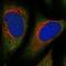 MYO7A antibody, PA5-56010, Invitrogen Antibodies, Immunofluorescence image 
