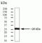 Kruppel Like Factor 6 antibody, 39-6900, Invitrogen Antibodies, Western Blot image 