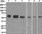 Angiotensinogen antibody, ab108334, Abcam, Western Blot image 